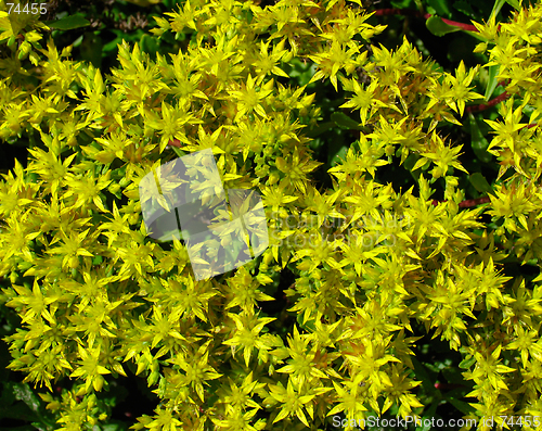 Image of Yellow flowers