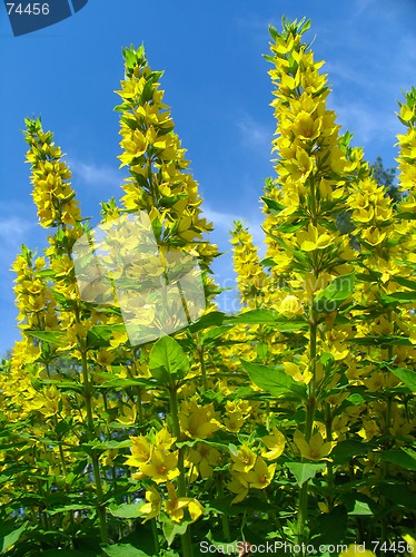 Image of Yellow flowers