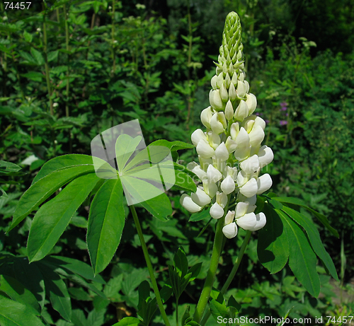 Image of Flower