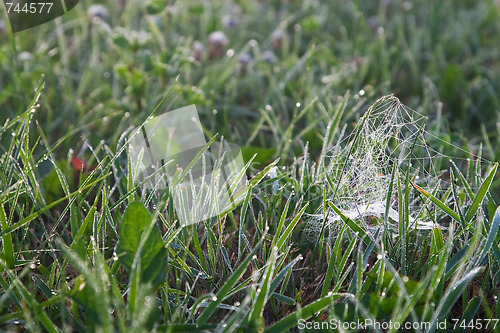 Image of Morning grass