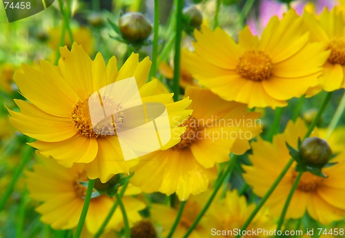 Image of Beautiful yellow flowers