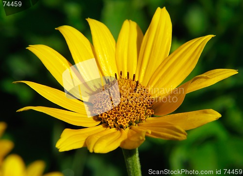 Image of Closeup of yellow flower