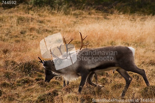 Image of Male reindeer