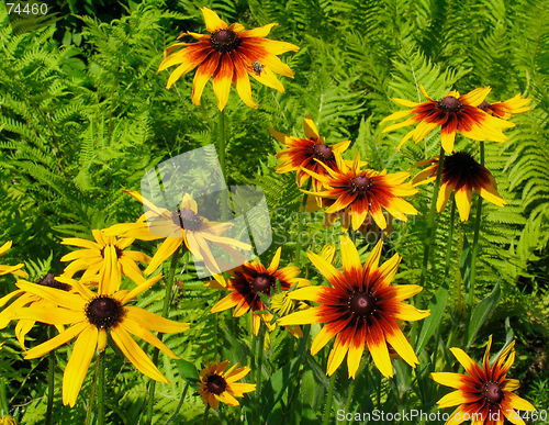 Image of Yellow flowersand fern