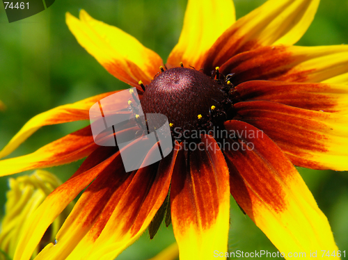 Image of Closeup of yellow-red flower