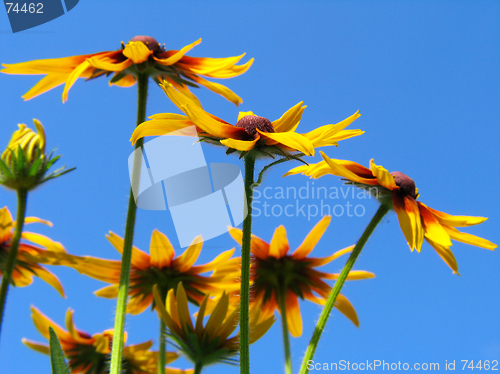 Image of Flowers on blue sky background