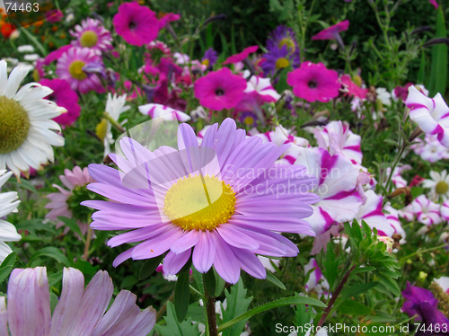 Image of Flower-bed