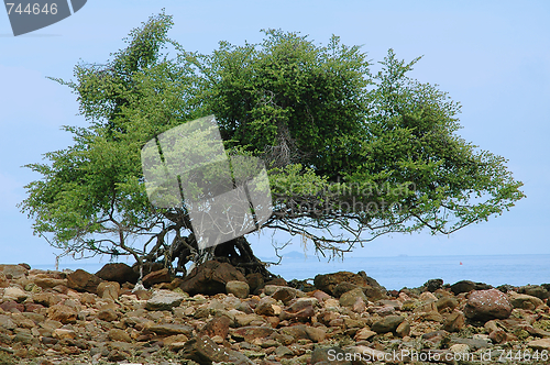 Image of Giant tree on the ocean shore.