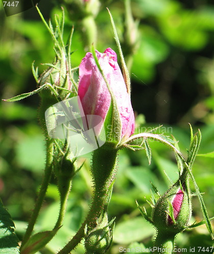 Image of Pink rose