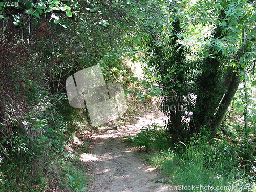 Image of Walking into the woods. Platres. Cyprus