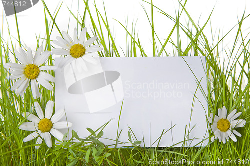 Image of  White Sign Amongst Grass and Daisy Flowers