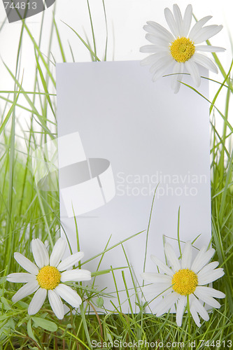 Image of White Sign Amongst Grass and Daisy Flowers