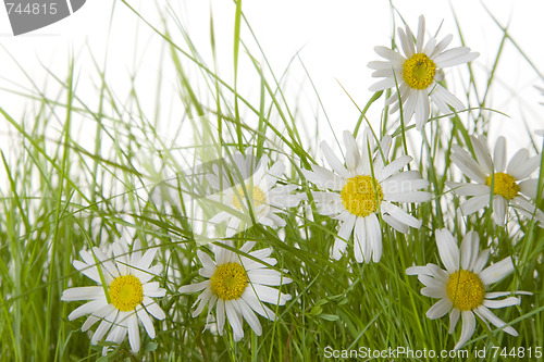 Image of Grass with Daisies 