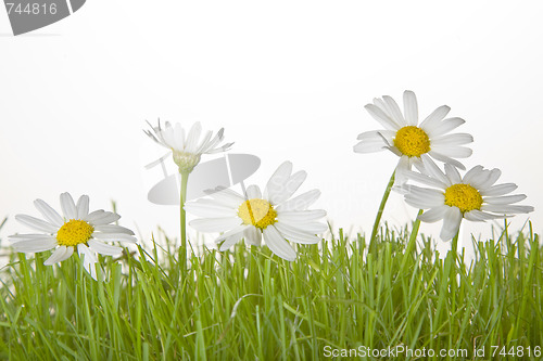 Image of Grass with Daisies