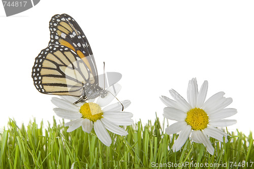 Image of Butterfly on Daisy flower
