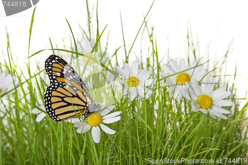 Image of Butterfly on Daisy flower