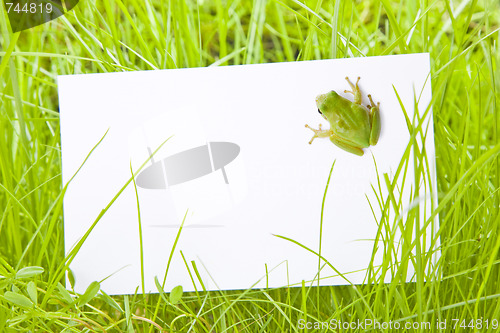 Image of White Sign Amongst Grass with Tree Frog