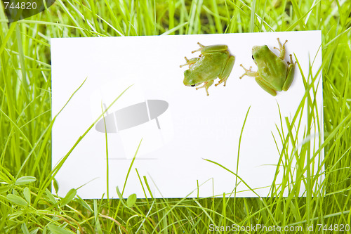 Image of White Sign Amongst Grass with Tree Frogs