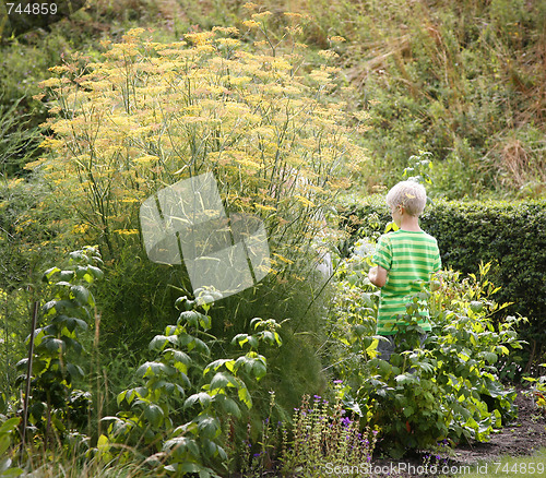 Image of Old garden