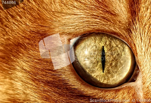 Image of cat eye