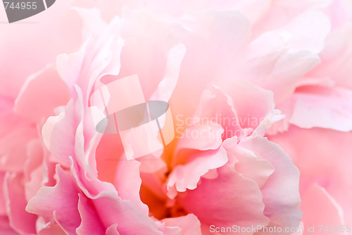 Image of Peony background