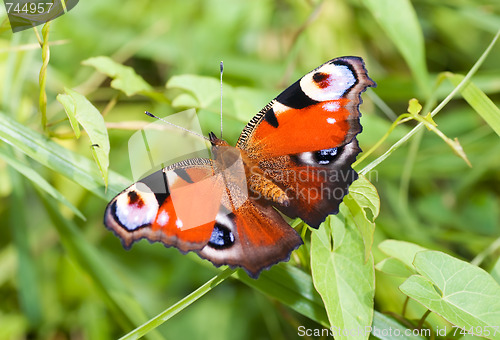 Image of Peacock butterfly