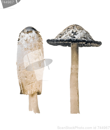 Image of poison mushrooms