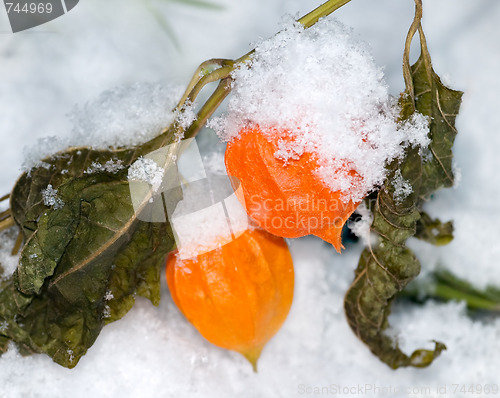 Image of physalis under the first snow