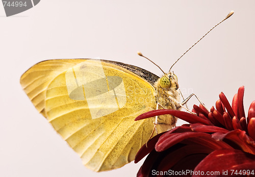 Image of Small White butterfly close-up