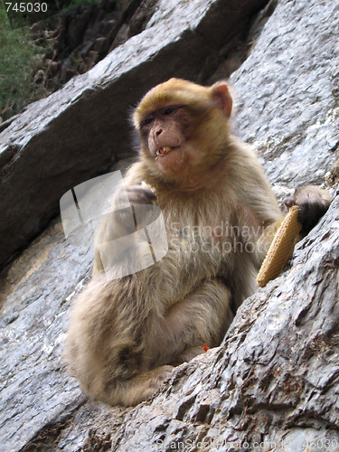 Image of Barbary Macaque  monkey - Algeria