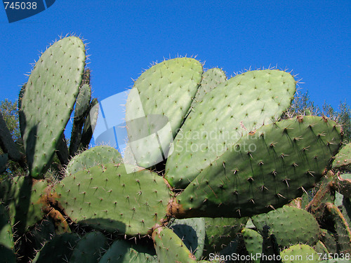 Image of Prickly Pear Cactus on blue sky - Algeria