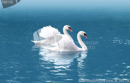 Image of two swan