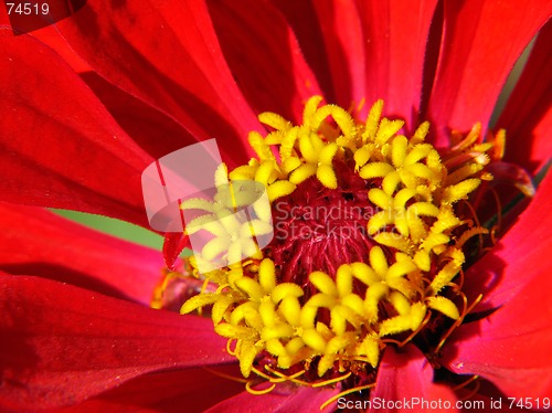 Image of Red flower