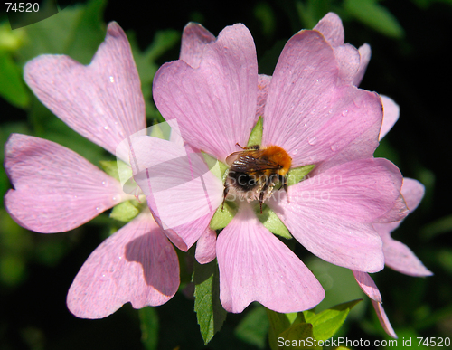 Image of Flowers