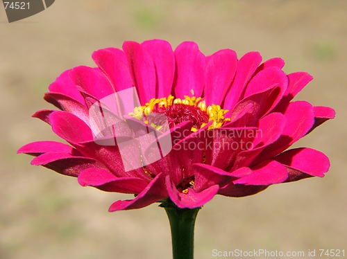 Image of Pink flower