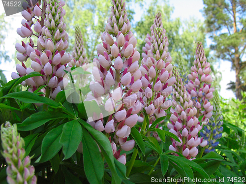 Image of Flowers