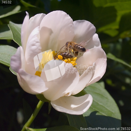 Image of Bee and Flower