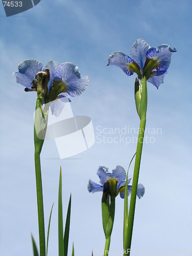 Image of Iris flowers