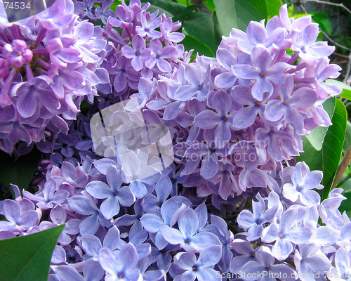 Image of Lilac