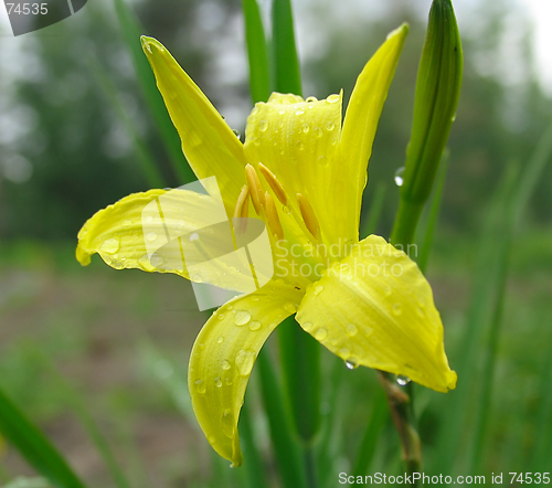 Image of Yellow lily flower