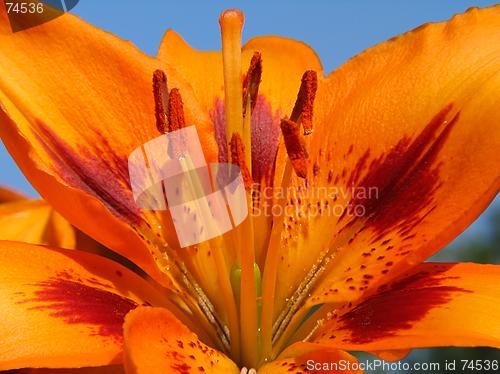 Image of Red lily flower