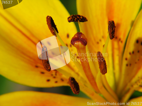 Image of Yellow lily flower