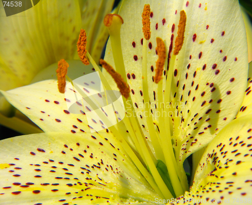 Image of Lilium tigrinum