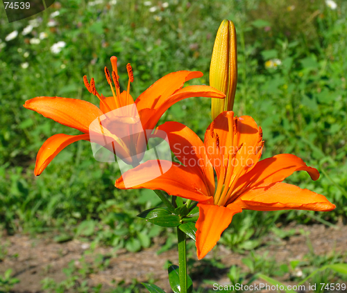 Image of Red lily flowers