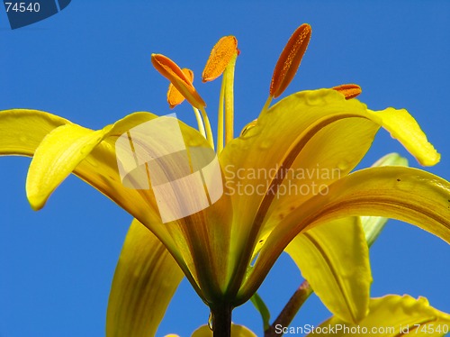 Image of Yellow Lilium flower