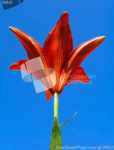 Image of Red lily flower
