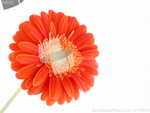 Image of pretty in orange