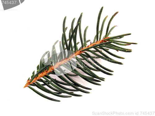 Image of fir