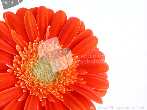 Image of pretty in orange