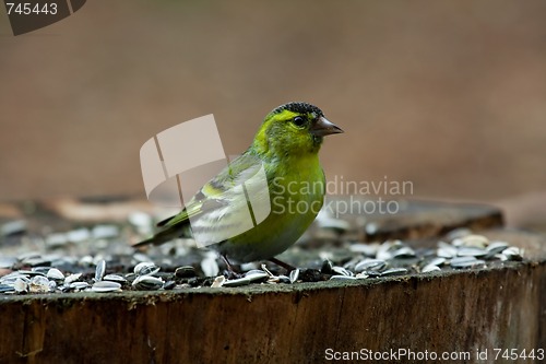 Image of Siskin